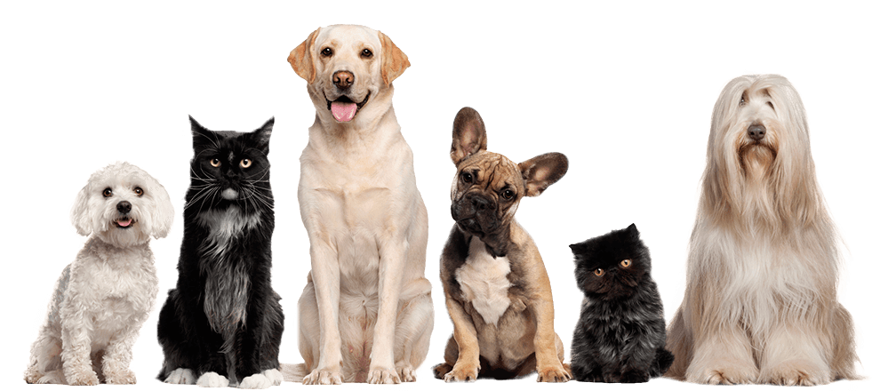Your pet is in good hands with us