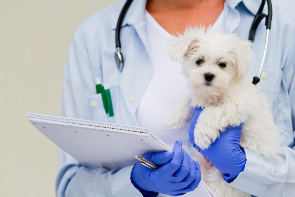 What is a pet health check