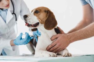 cost of Vaccinate A Dog In Ontario