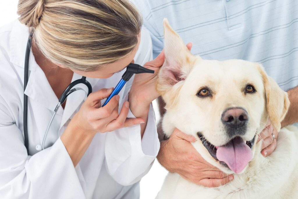 health check for pets toronto