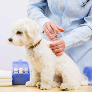 price of Vaccinate A Dog In Ontario