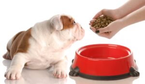 why nutritional counselling for pets