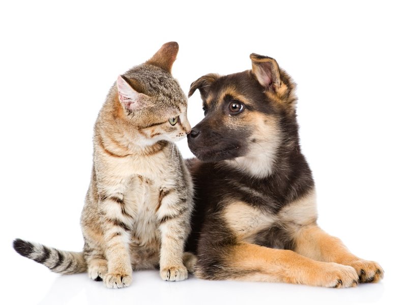 Cost of Pet Health Certificates in Toronto