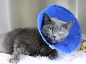 Caring For Your Cat After Spay Surgery