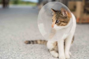 Estrus Symptoms after Spay Cats