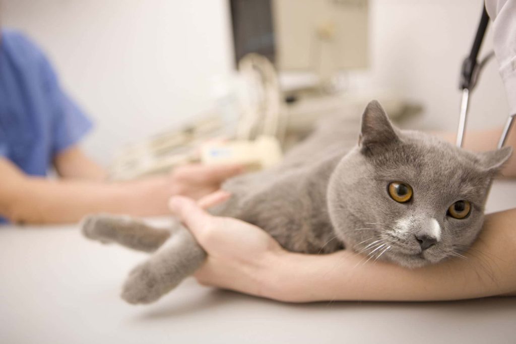 Male cat still in heat after neuter sale