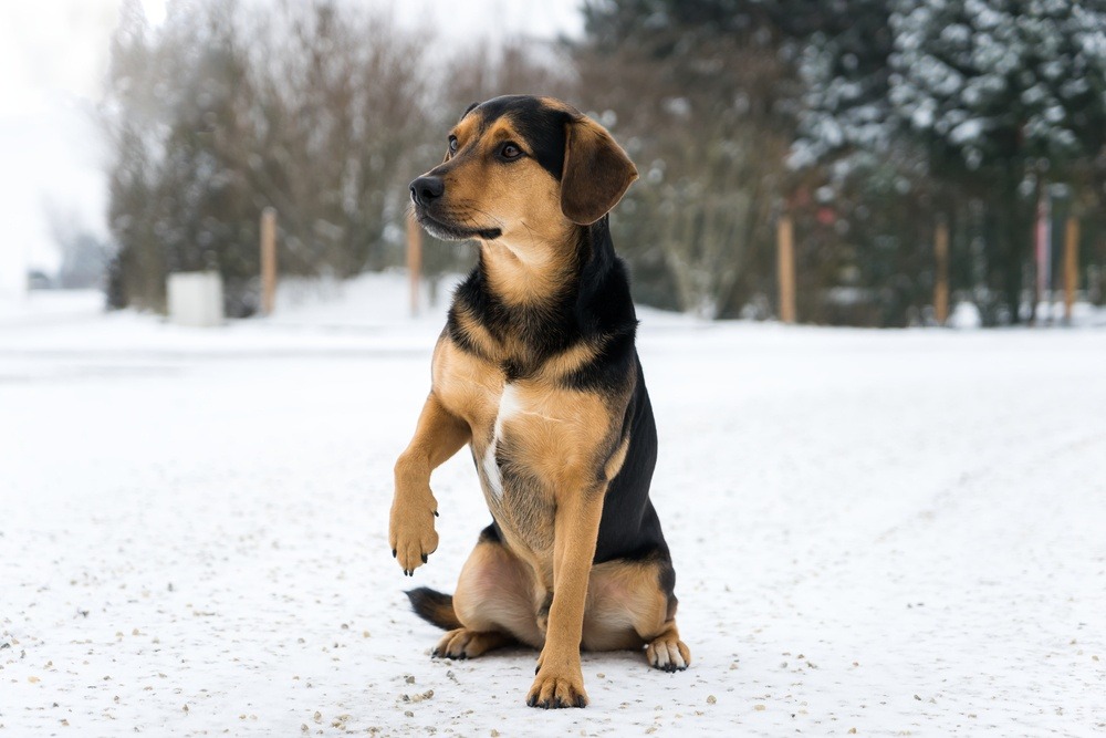 Dog Limping