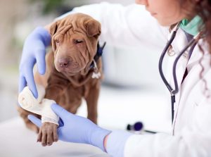 Common Emergency Surgeries for Dogs