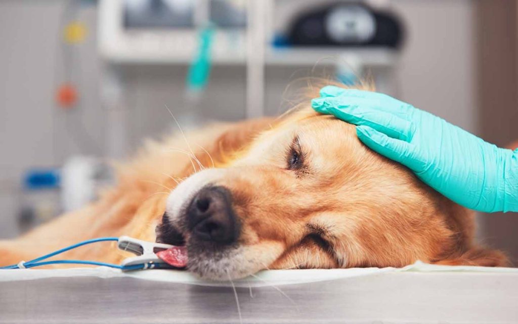 why dog need emergency surgery