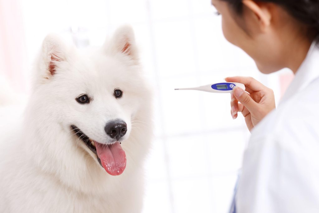 how can i Check my Dog's Body Temperature