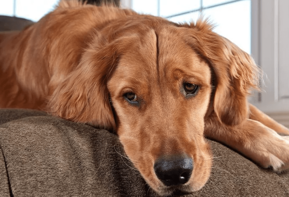 Signs Indicate That My Pet Might Need Surgery