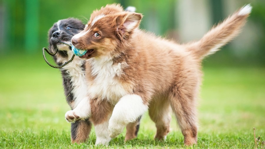 Let Dogs Play Post Surgery