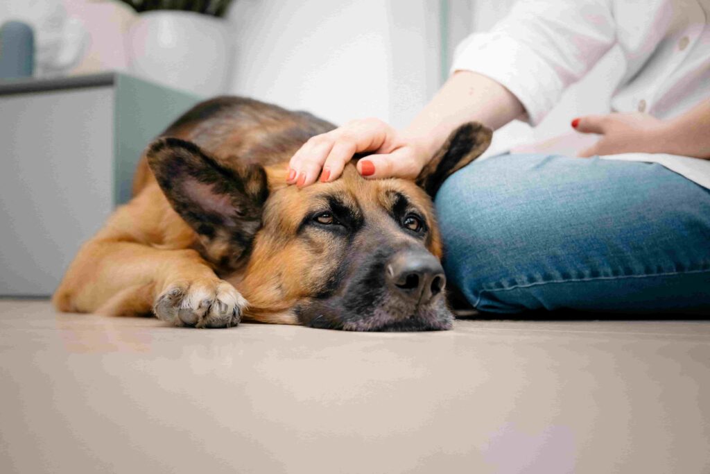 What Can I Give My Dog For Pain?