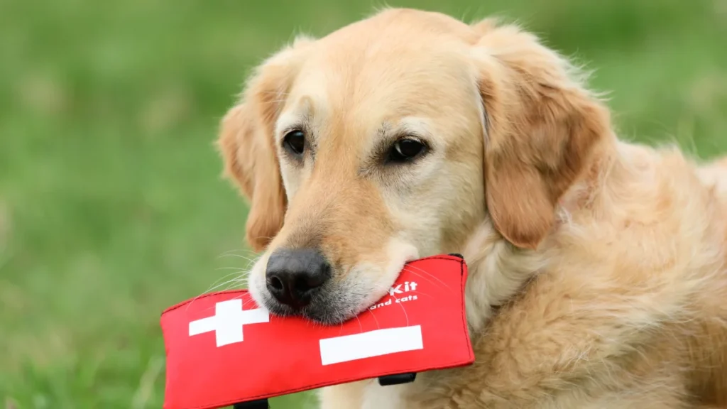Pet First Aid Guide