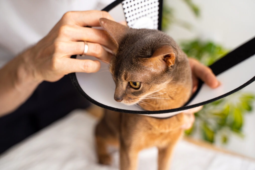 Should You Delay Spaying/Neutering If Your Pet Is Underweight?
